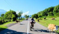 Cows on the road