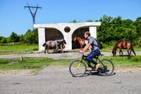 Horses in a bus stop